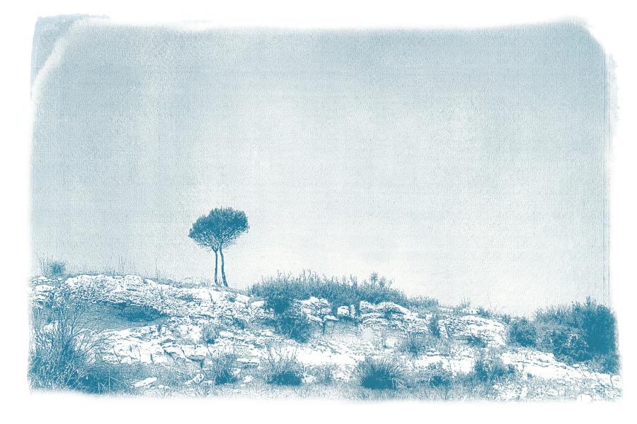 photographie cyanotype paysage lande