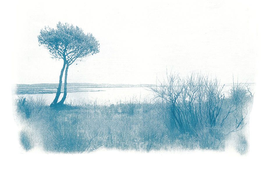 cyanotype paysage étang