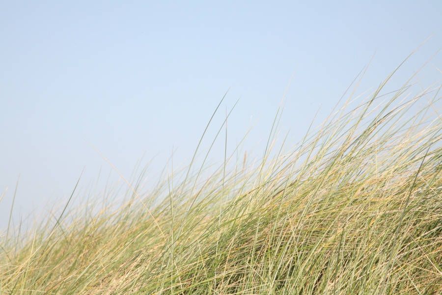 photographie paysage herbes